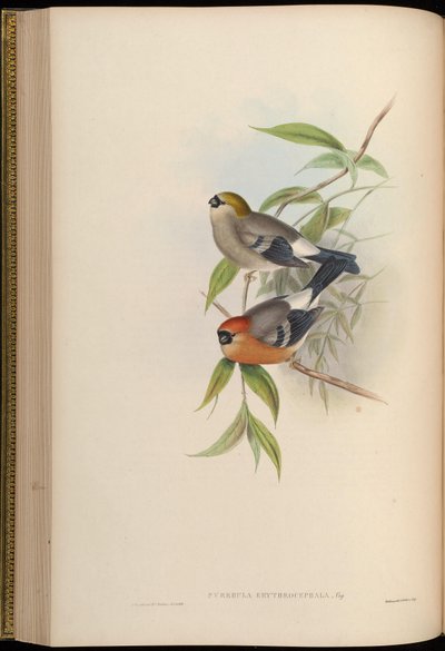 Pyrrhula erythrocephala by John Gould